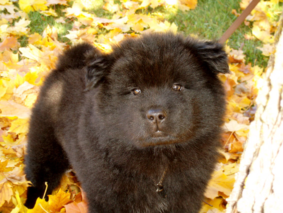 Cute Black Chow Chow Puppy Looking Up