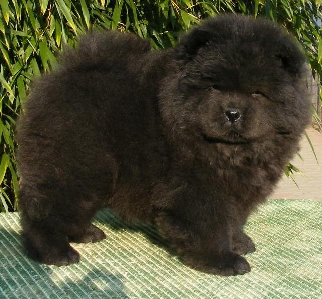 Cute Black Chow Chow Puppy