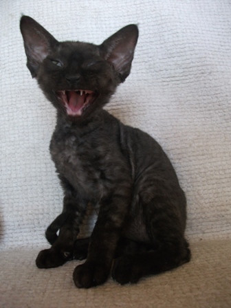 Cute Black Devon Rex Kitten
