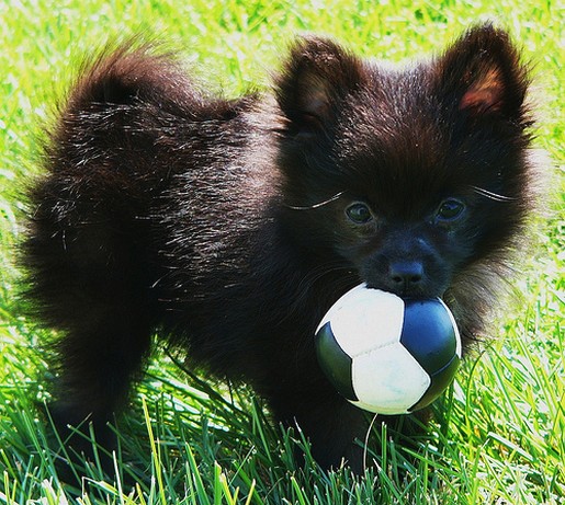 Cute Black Pomeranian Puppy Playing With Puppy