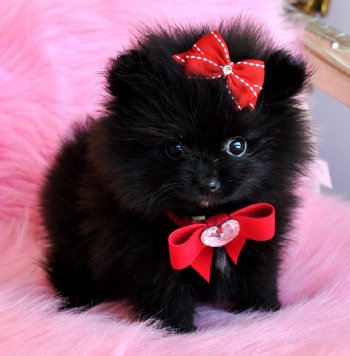 Cute Black Pomeranian Puppy With Red Bow