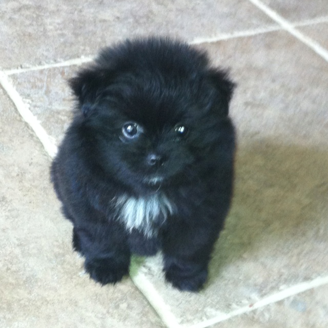Cute Black Pomeranian Puppy