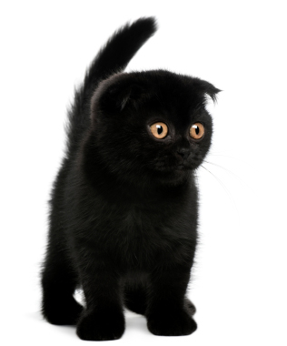 Cute Black Scottish Fold Kitten Picture