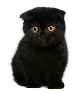Cute Black Scottish Fold Kitten