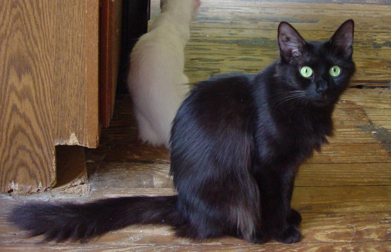 Cute Black Tonkinese Cat Sitting