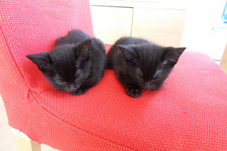 Cute Black Tonkinese Kittens