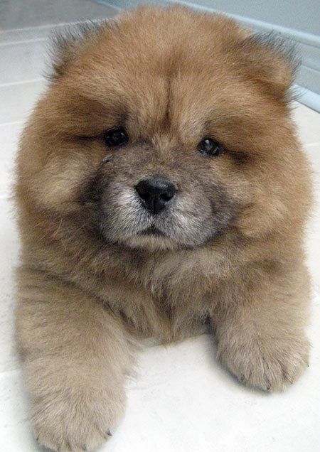 31 Most Beautiful Chow Chow Dog Pictures And Images