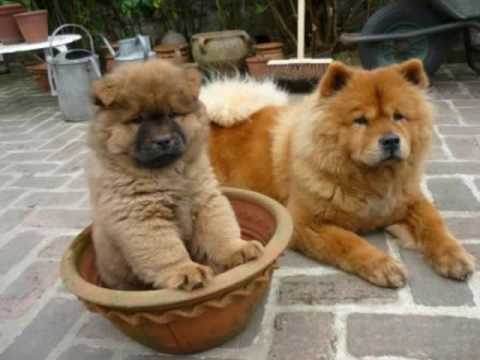Cute Chow Chow Puppy Sitting In Pot