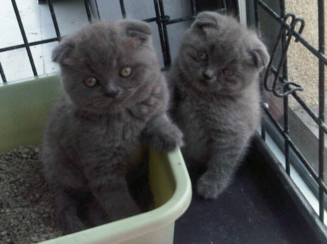 Cute Dark Grey Scottish Fold Kittens