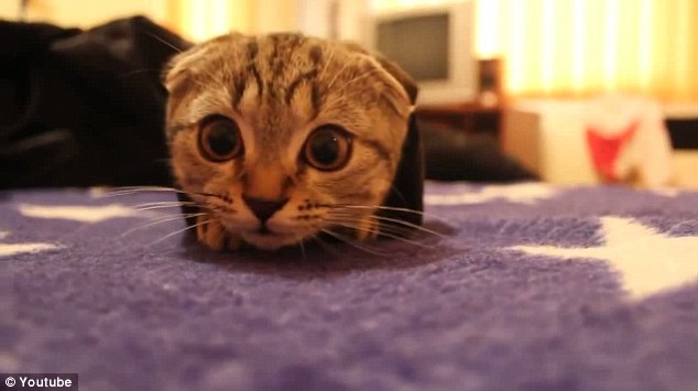 Cute Face Scottish Fold Kitten