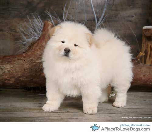Cute Fluffy Chow Chow Puppy