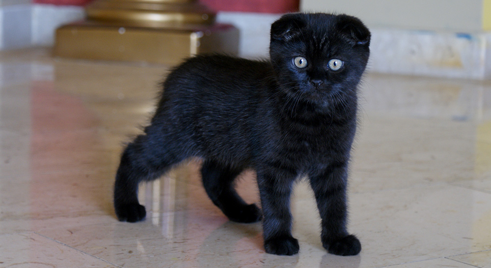Cute Little Black Scottish Fold Kitten