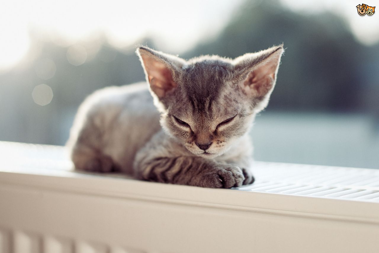 Cute Little Devon Rex Kitten Sleeping