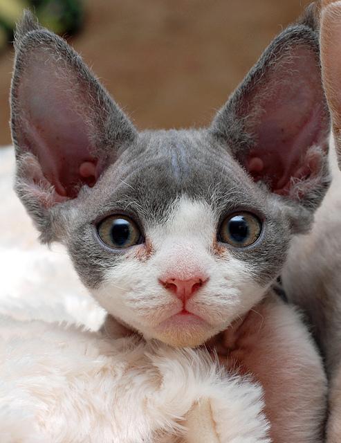 Cute Little Devon Rex Kitten With Big Ears