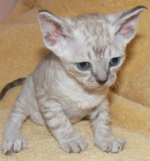 Cute Little Devon Rex Kitten