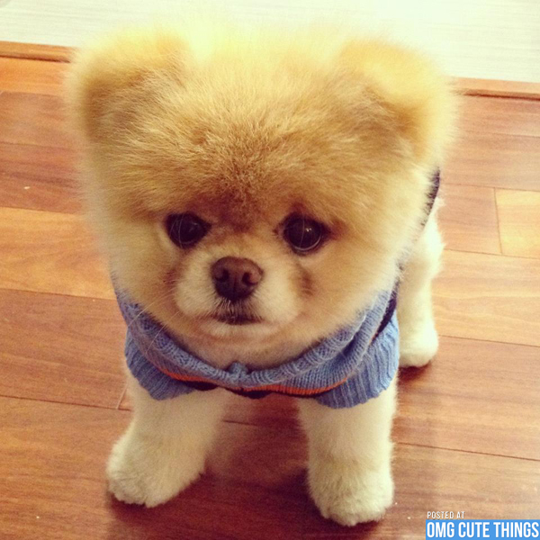 Cute Little Pomeranian Puppy Looking At Camera