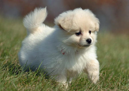 Cute Little Pomeranian Puppy Playing In Grass