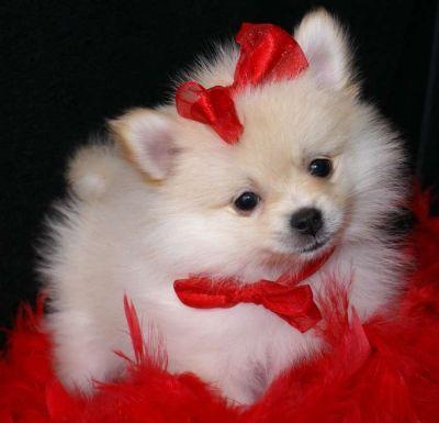 Cute Little Pomeranian Puppy Wearing Red Bow