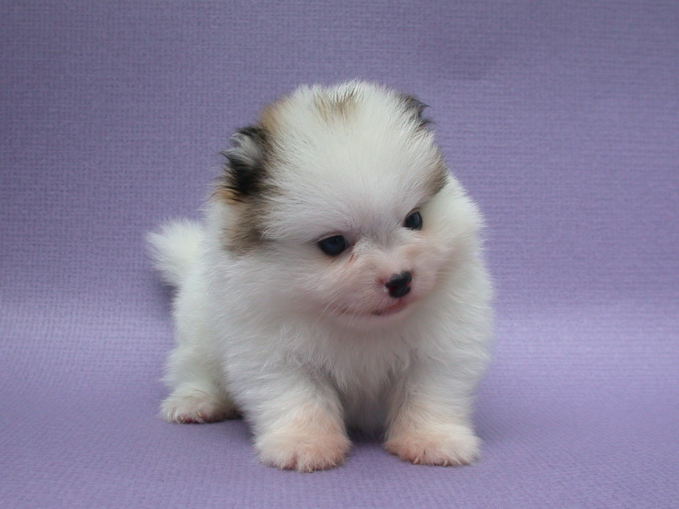 Cute Little Pomeranian Puppy