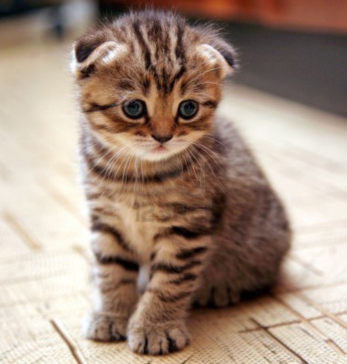 Cute Little Scottish Fold Kitten Sitting