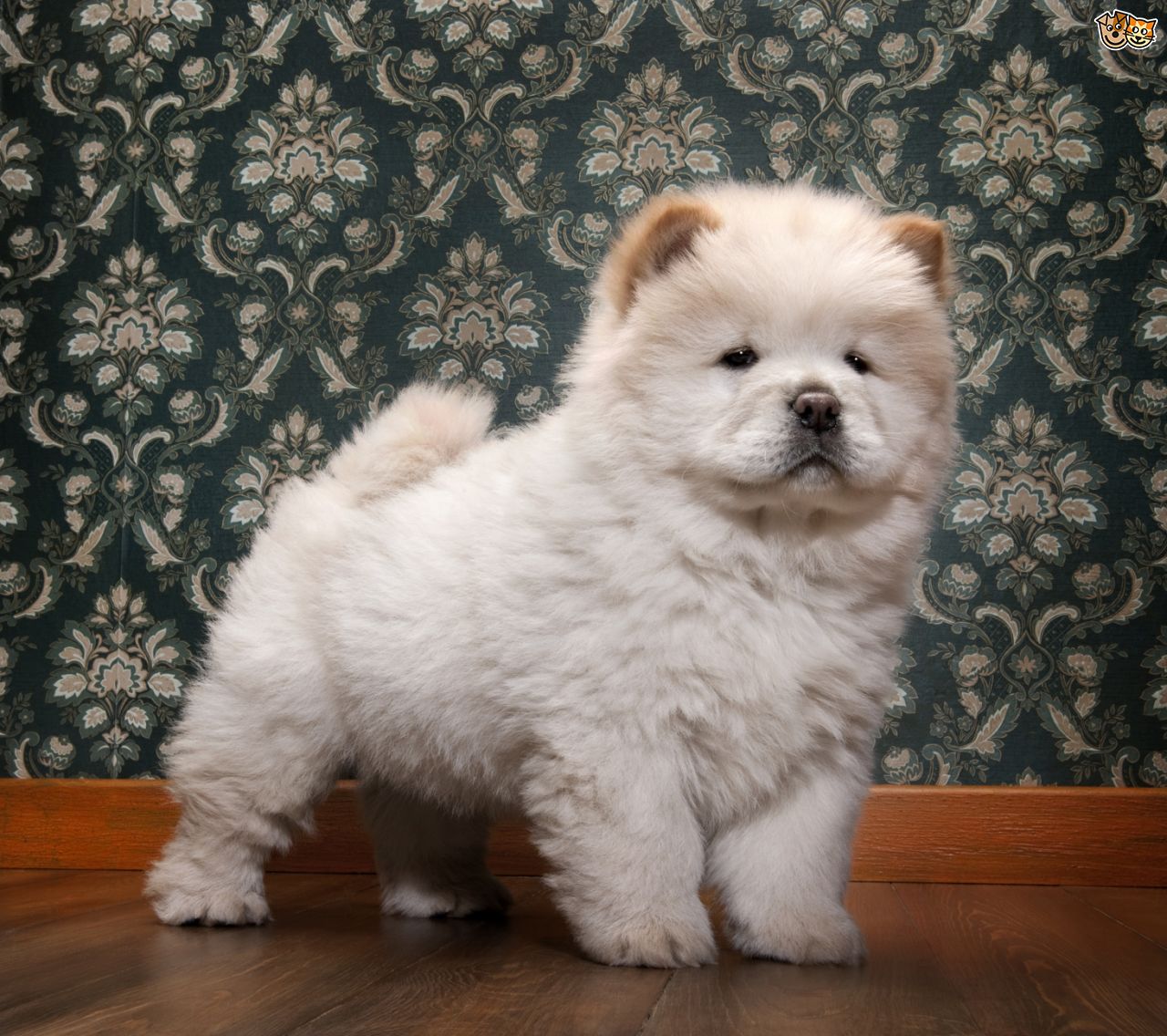 Cute Little White Chow Chow Puppy