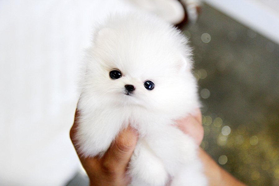 Cute Little White Pomeranian