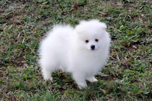 Cute Male White Pomeranian Puppy