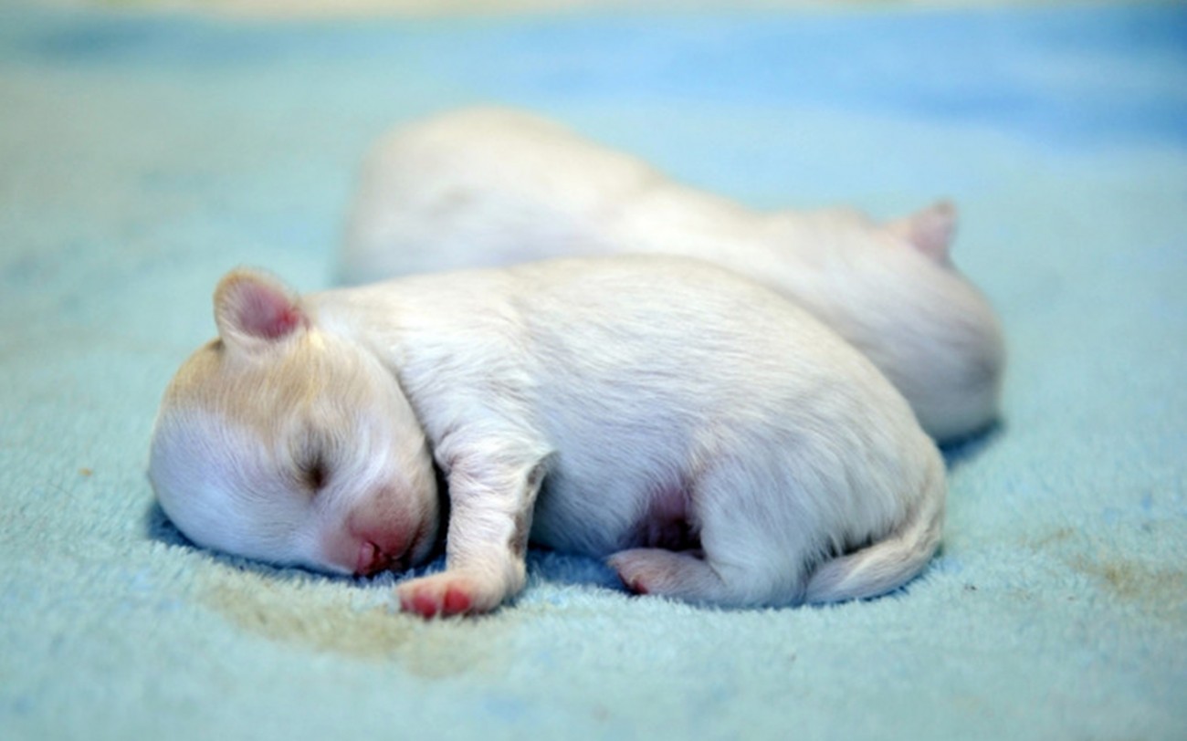 Cute New Born Pomeranian Puppies