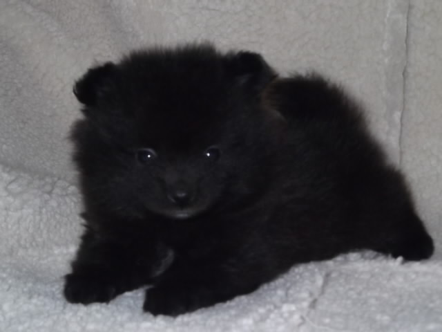 Cute New Born Pomeranian Puppy