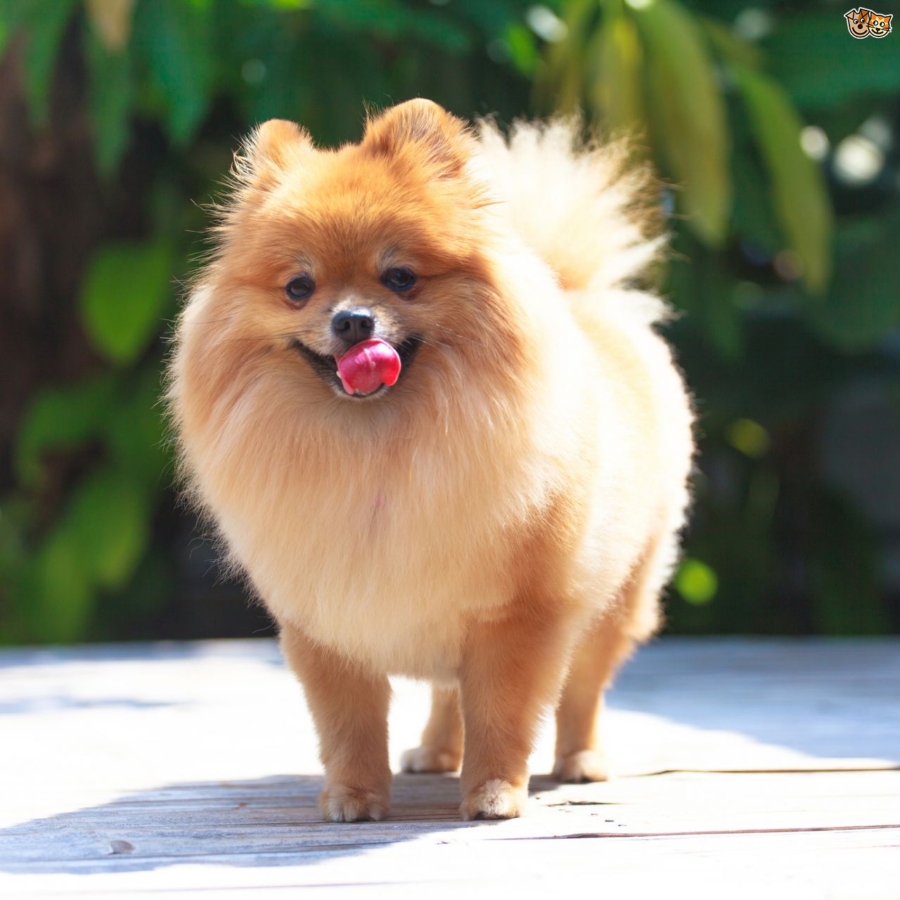 Cute Pomeranian Dog Picture
