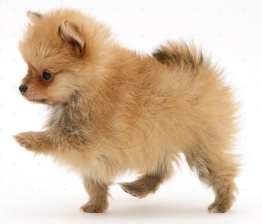 Cute Pomeranian Puppy