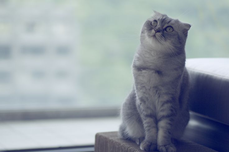 Cute Scottish Fold Cat Sitting Picture