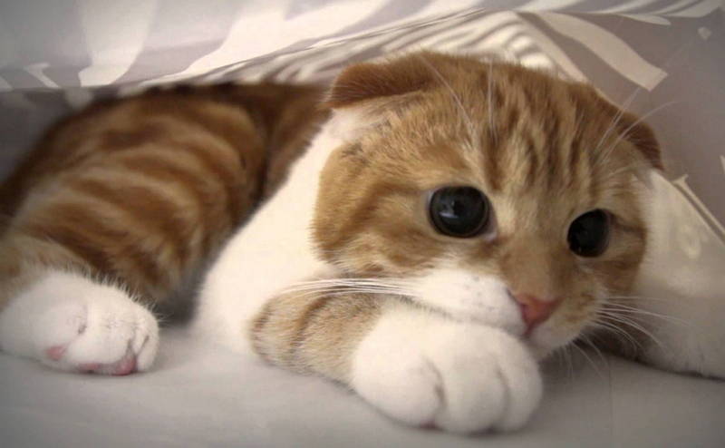 Cute Scottish Fold Cat