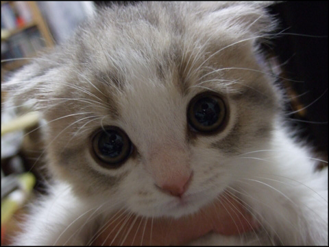 Cute Scottish Fold Kitten Face Picture