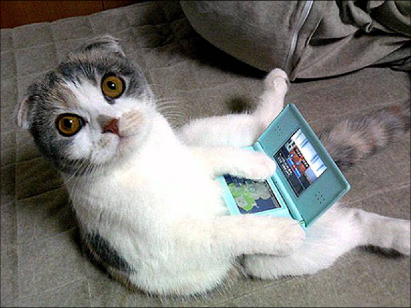 Cute Scottish Fold Kitten Playing Video Game