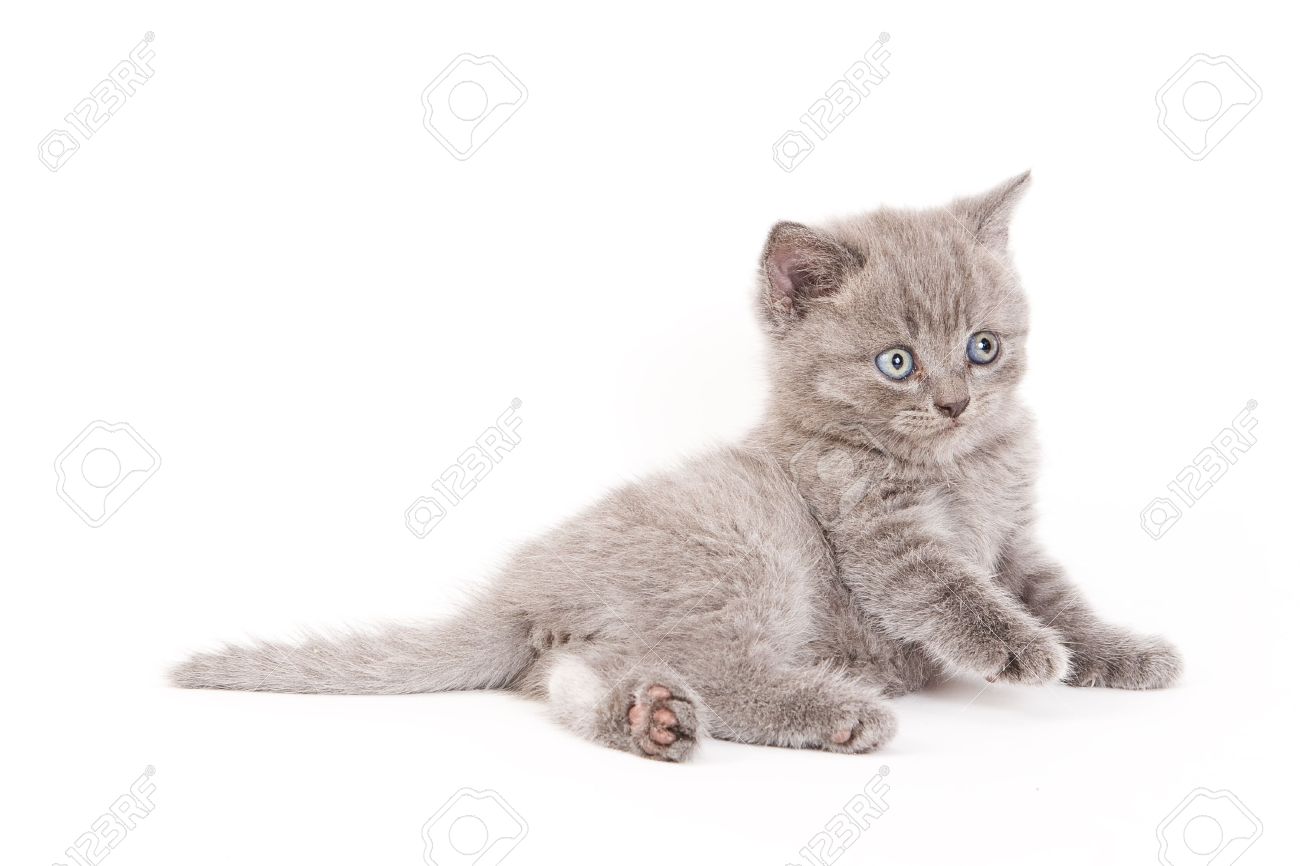 Cute Scottish Fold Kitten Sitting In Pose