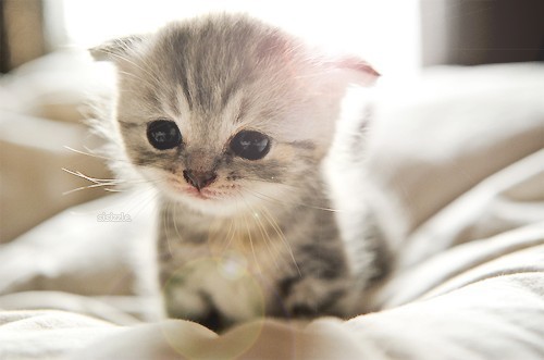 Cute Scottish Fold Kitten Sitting On Bed
