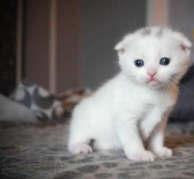 Cute Scottish Fold Kitten Sitting
