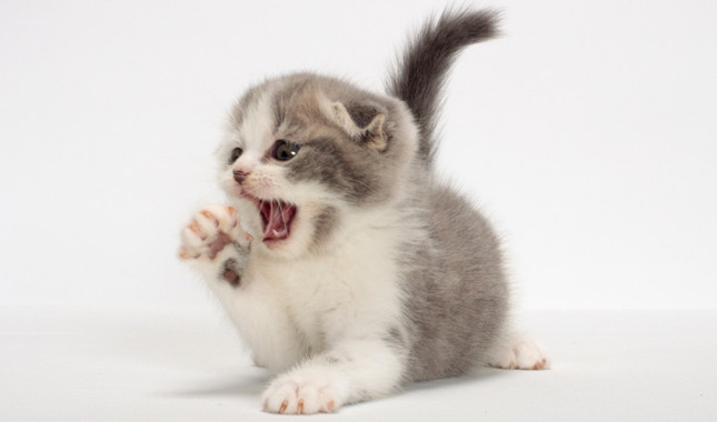 Cute Scottish Fold Kitten Yawning