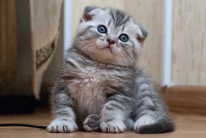 https://www.askideas.com/media/19/Cute-Scottish-Fold-Kitten1.jpg