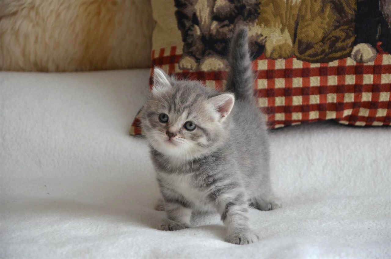 Cute Tabby Scottish Fold Kitten On Bed