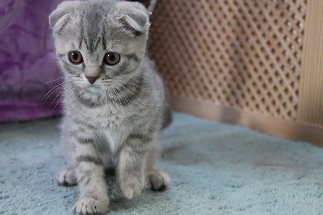 Cute Tabby Scottish Fold Kitten
