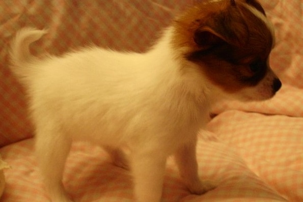 Cute White And Brown Papillon Puppy