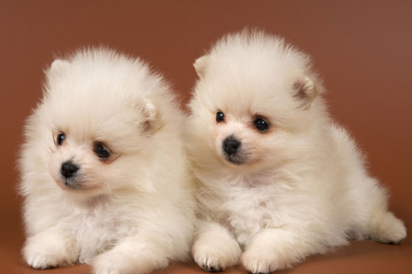 Cute White Chow Chow Puppies