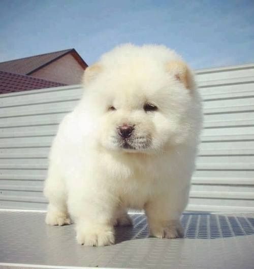 Cute White Chow Chow Puppy