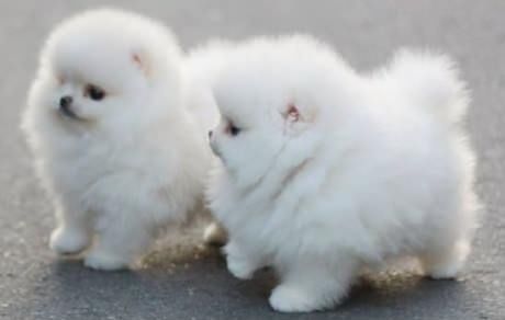Cute White Fluffy Pomeranian Puppies