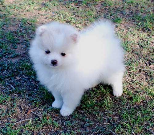 Cute White Pomeranian Puppy Looking At You