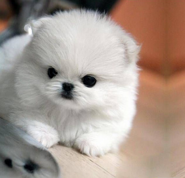 Cute White Pomeranian Puppy Resting