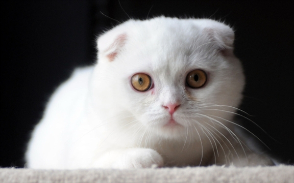 Cute White Scottish Fold Kitten Picture