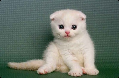 Cute White Scottish Fold Kitten